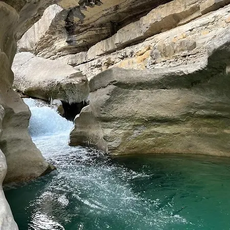 La Salamandre De L Olivier - Le Cedre Bleu Aubignosc
