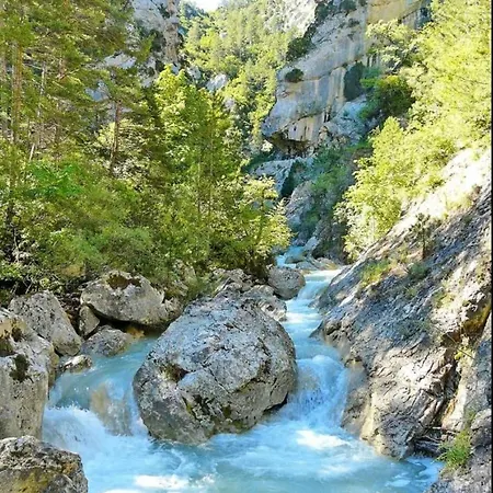 La Salamandre De L Olivier - Le Cedre Bleu Aubignosc