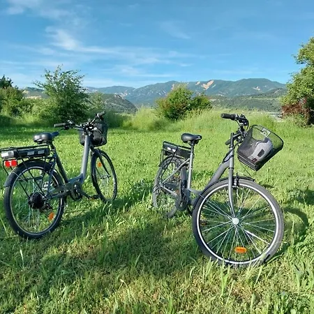 La Salamandre De L Olivier - Le Cedre Bleu Aubignosc