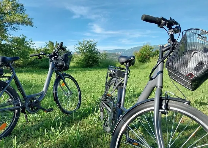 La Salamandre De L Olivier - Le Cedre Bleu