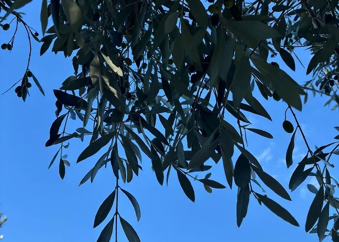 La Salamandre De L Olivier - Le Cedre Bleu Feriehus
